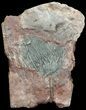 Bargain, Moroccan Crinoid (Scyphocrinites) Plate #56221-1